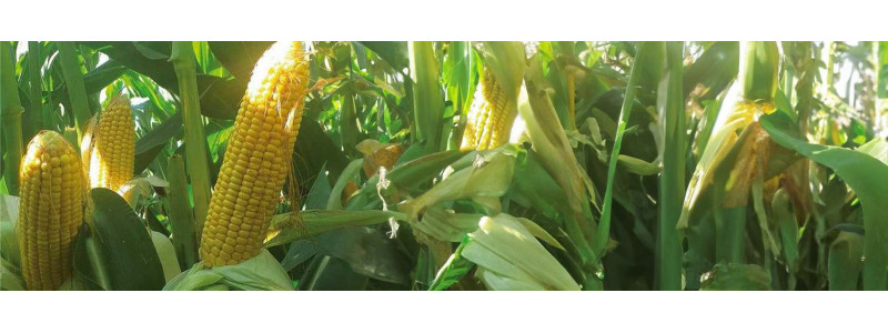 AGRI-REPORTAGE : MAÏS MURPHEY